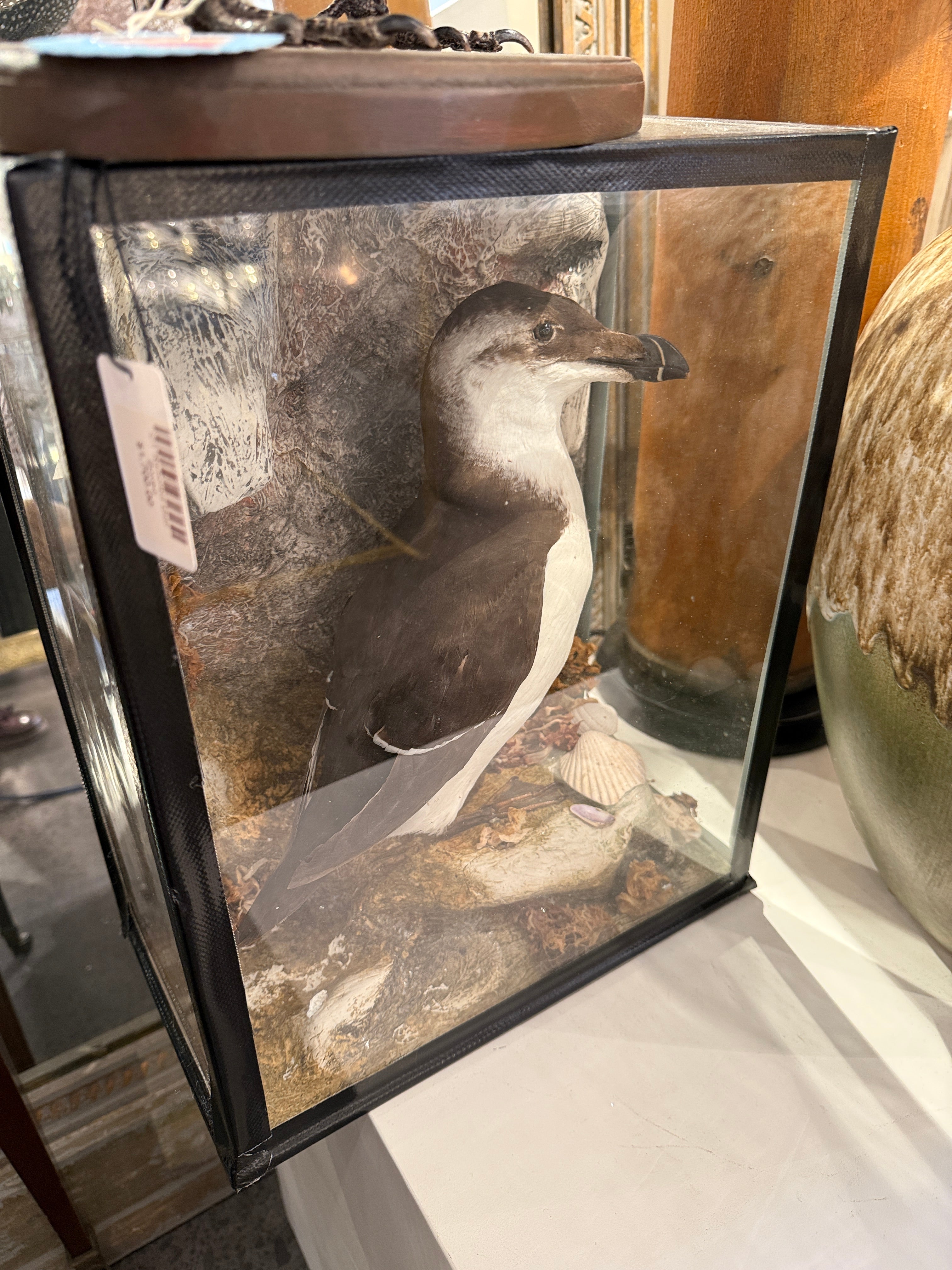 CT Cased Razorbill