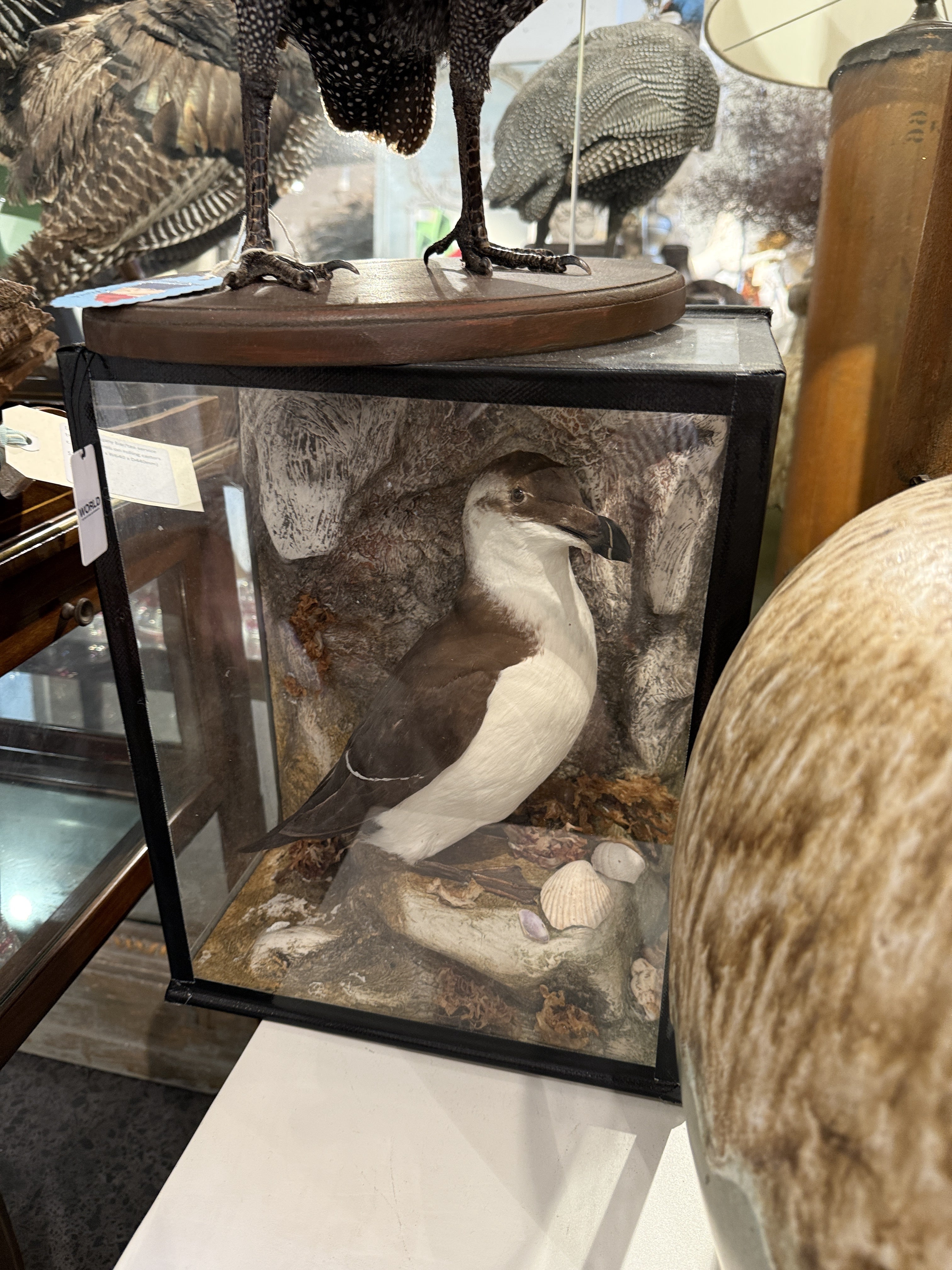CT Cased Razorbill