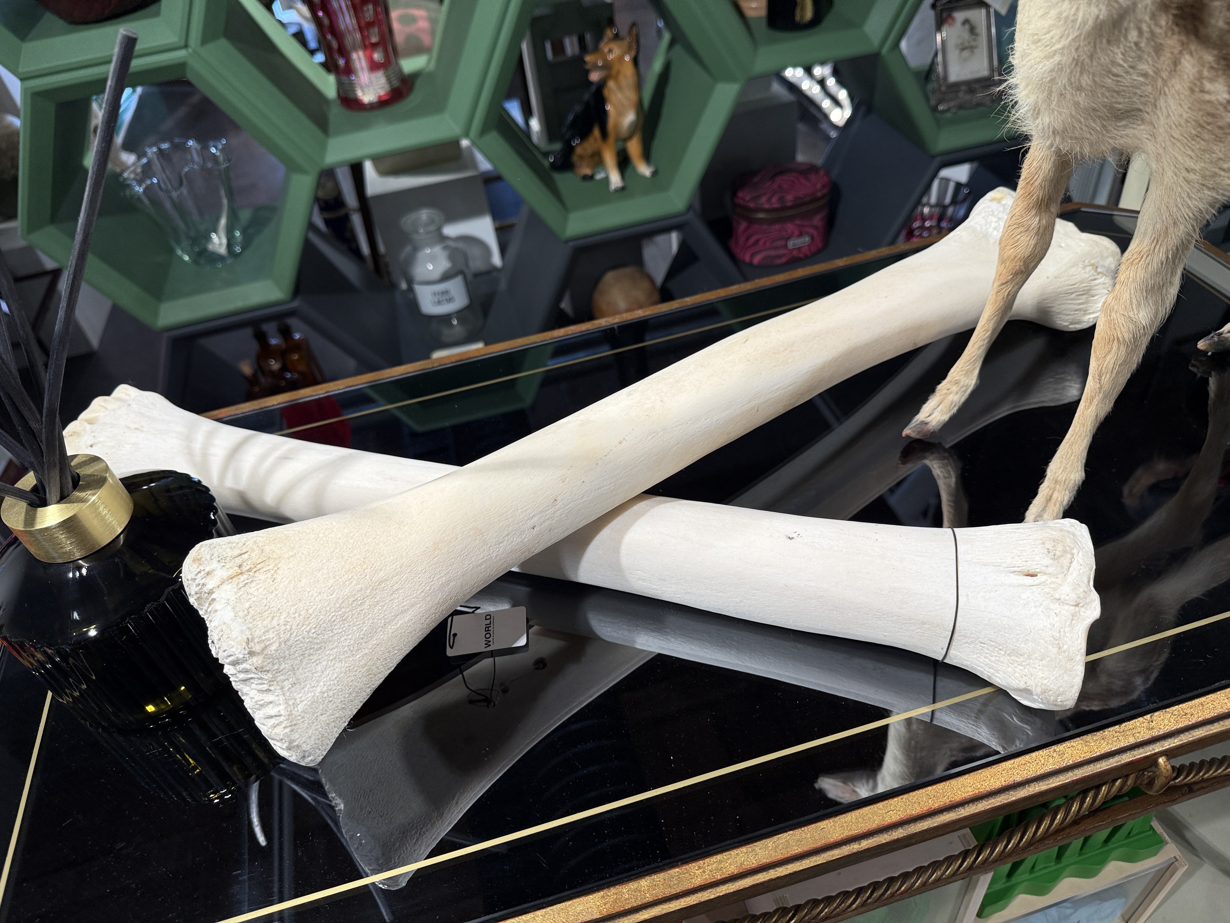 CT Giraffe Bones