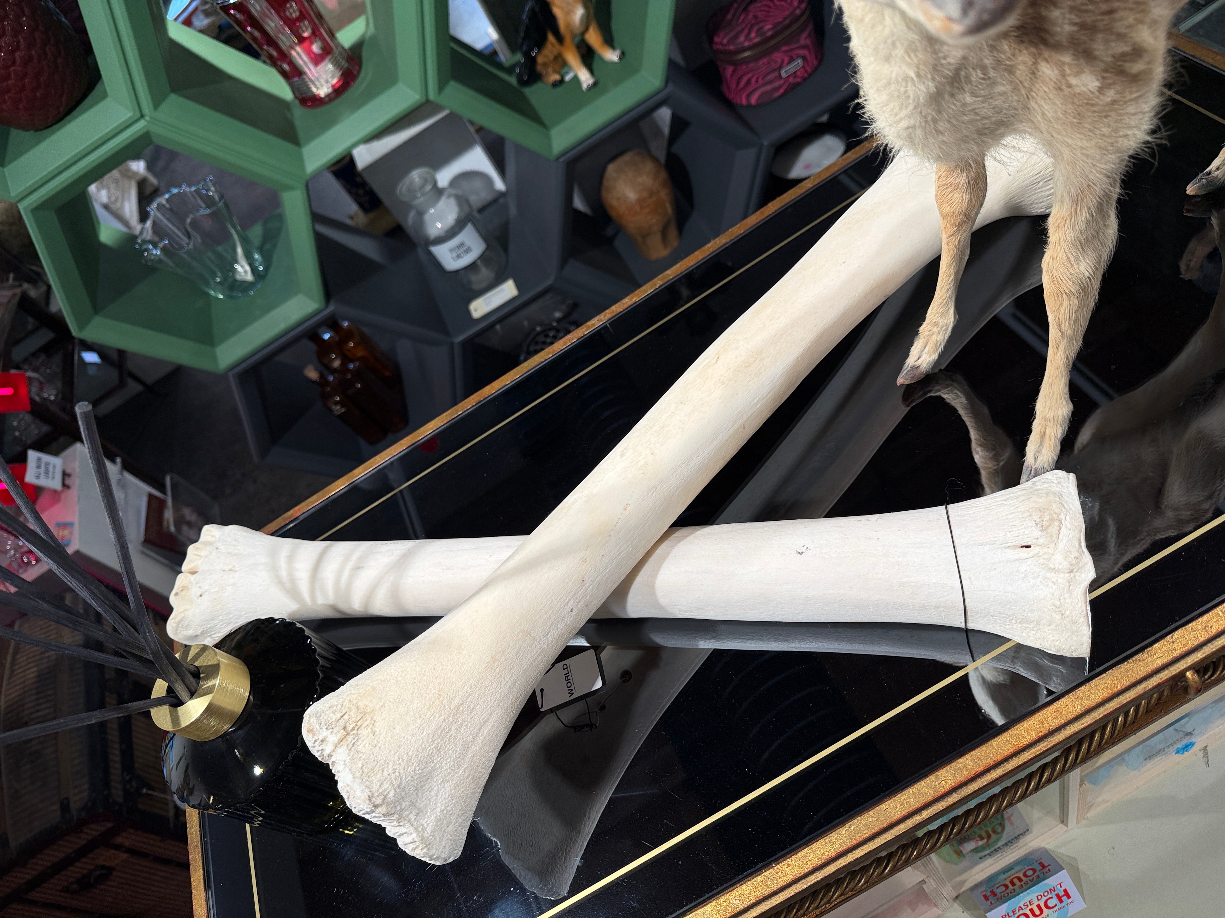 CT Giraffe Bones