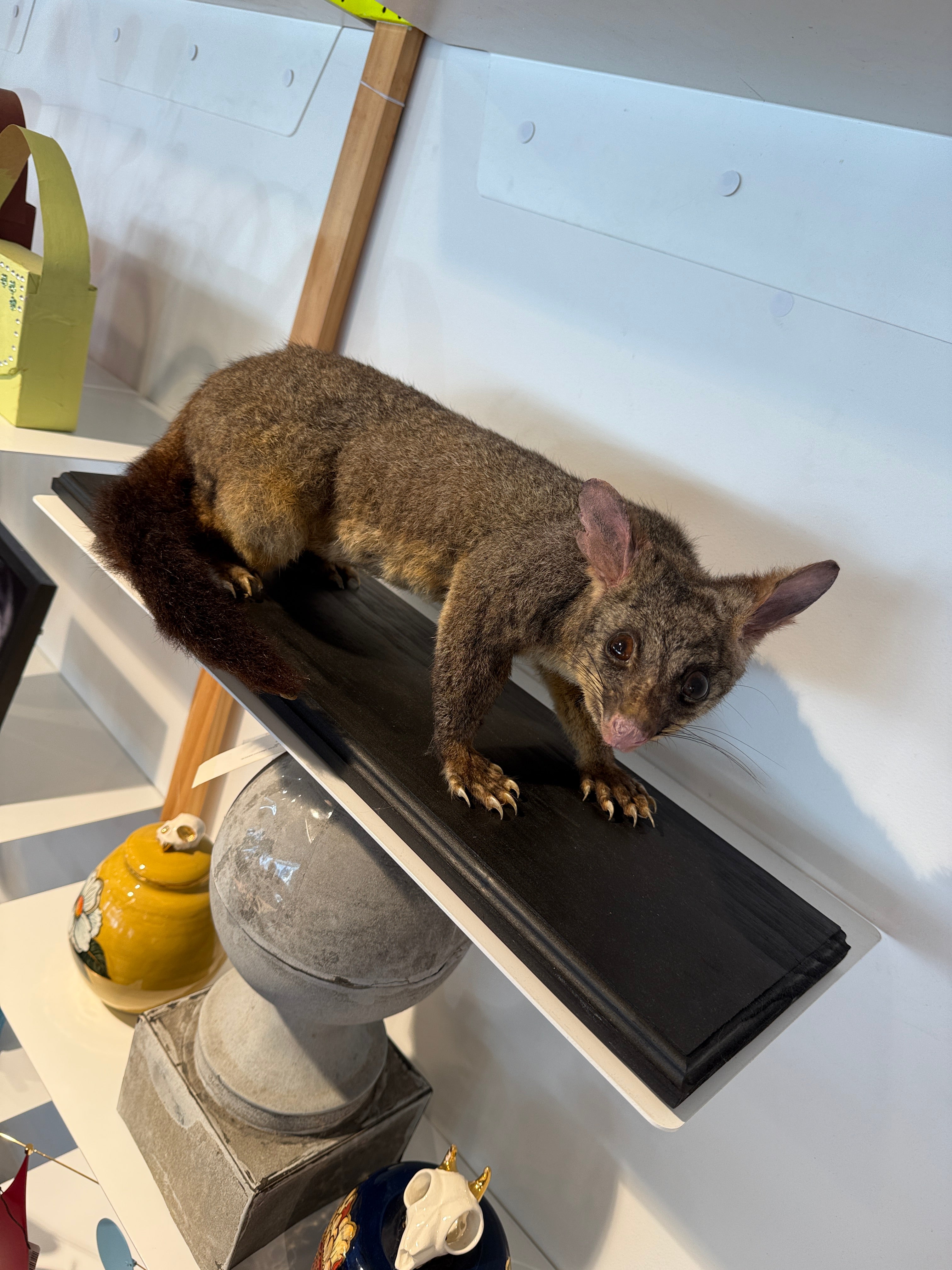 CT Possum