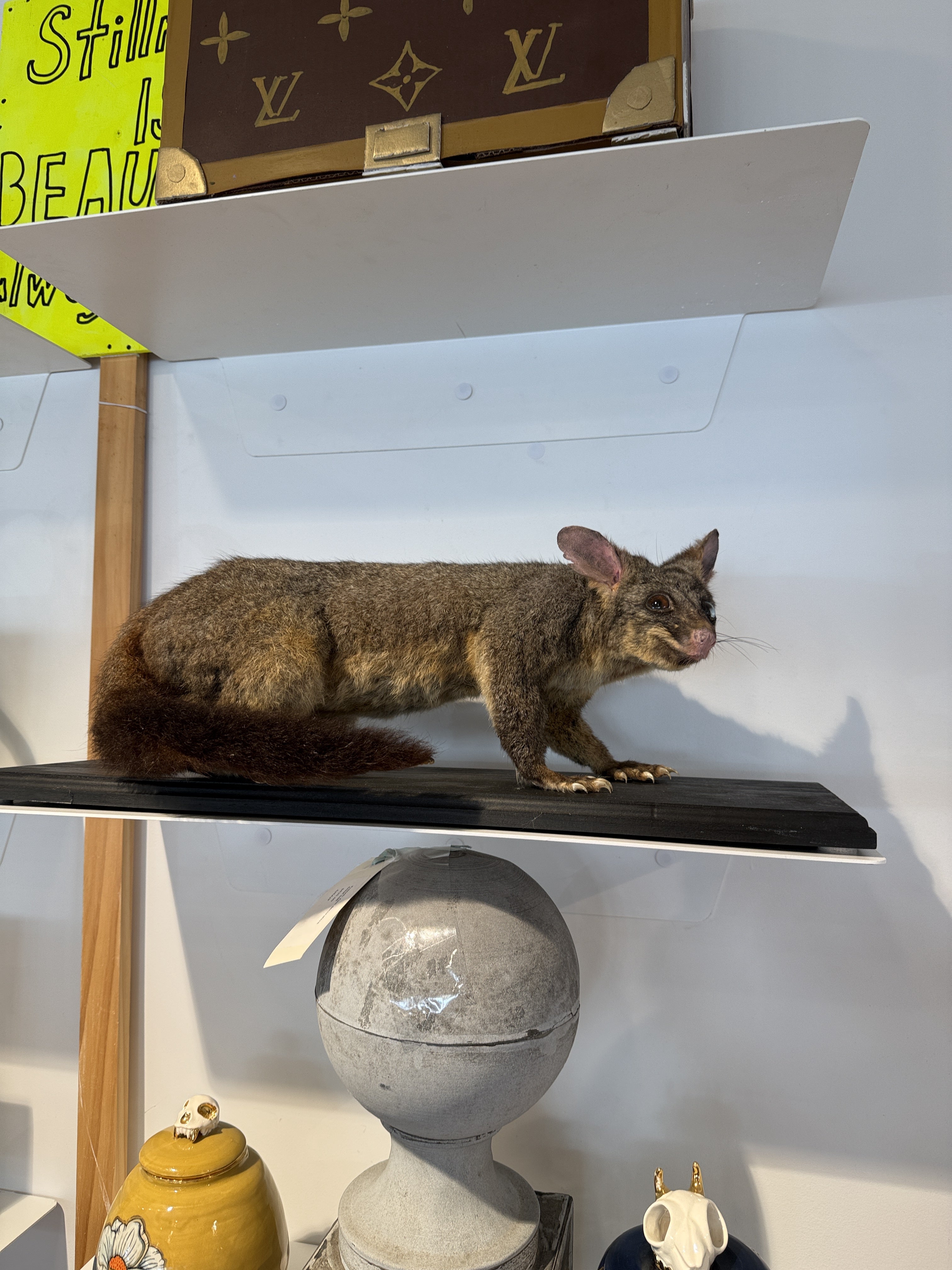 CT Possum