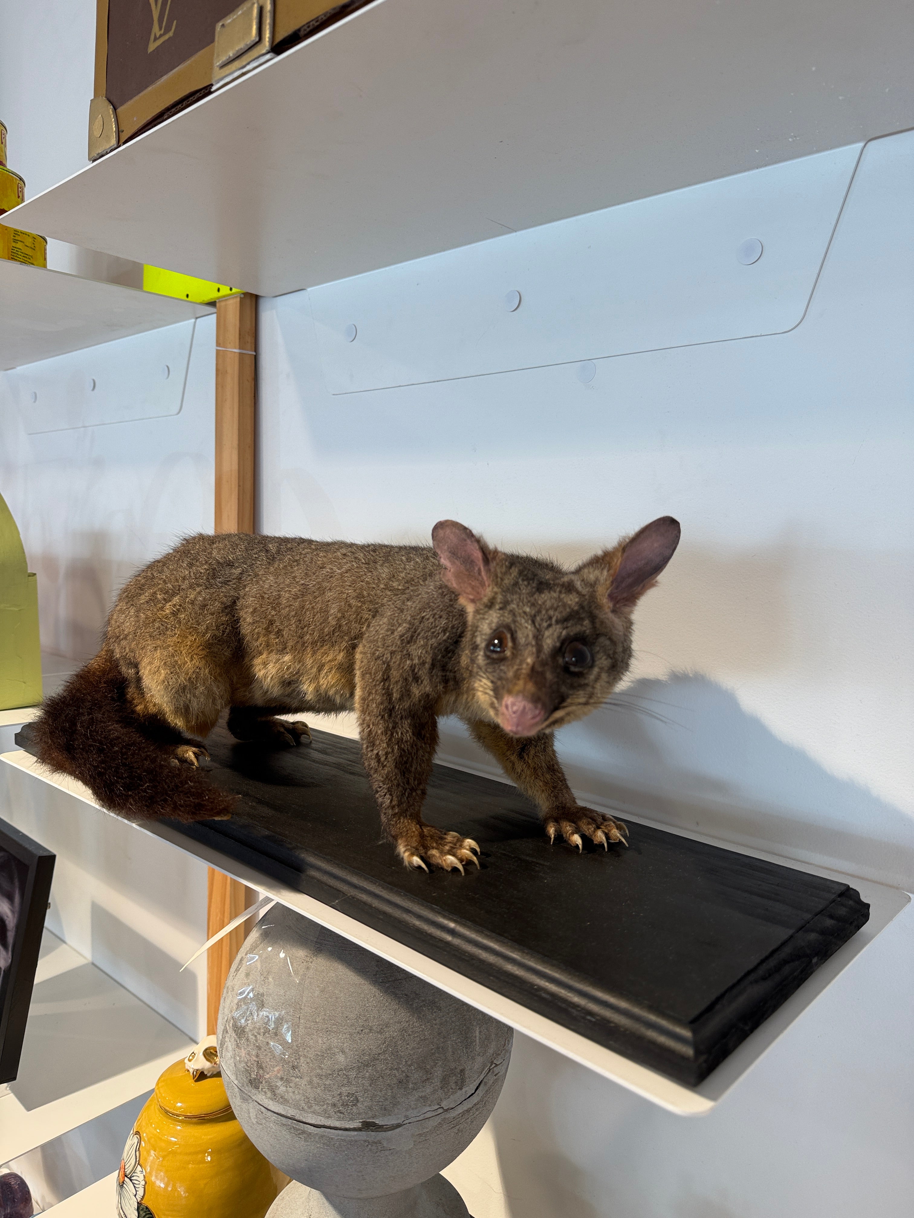 CT Possum