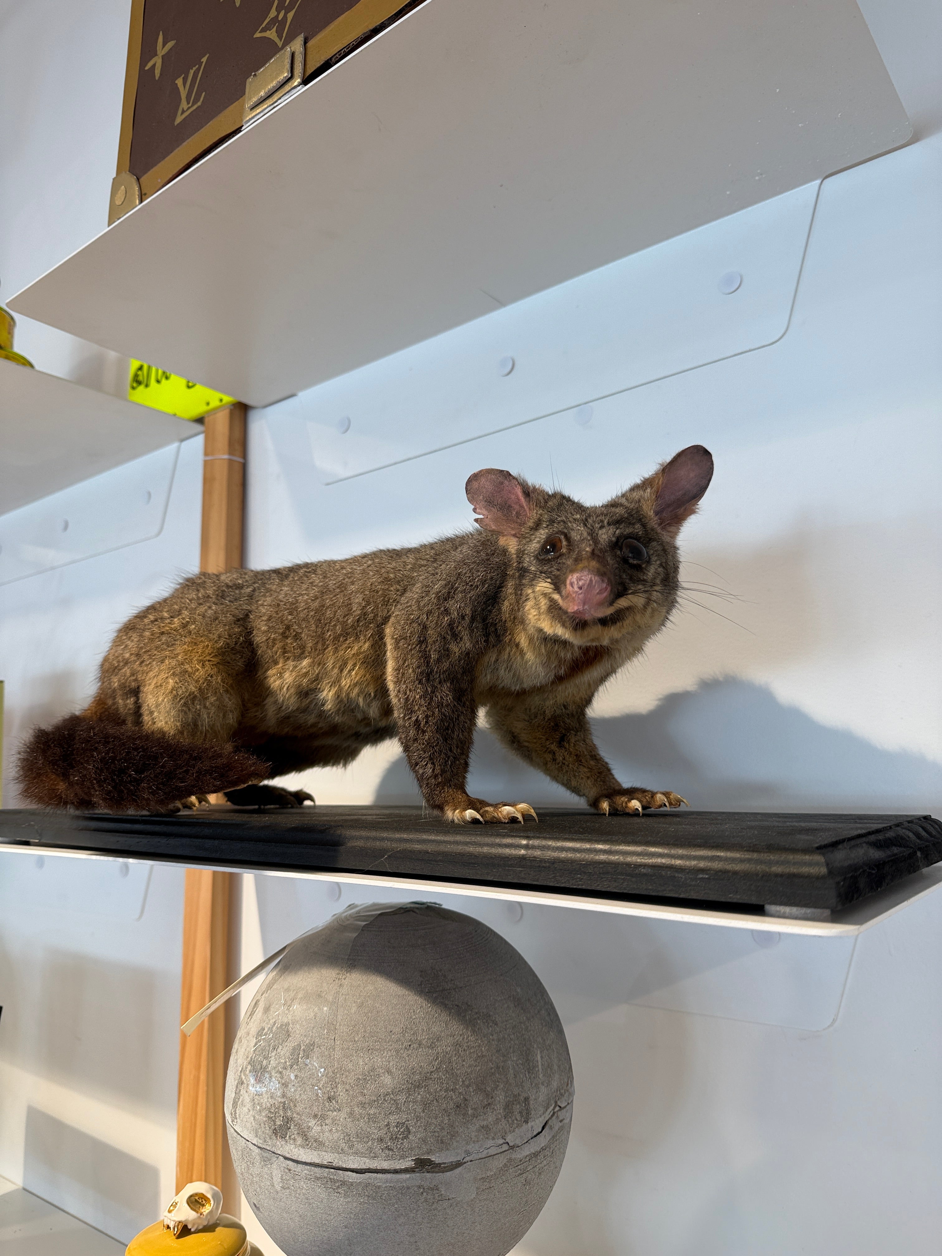 CT Possum