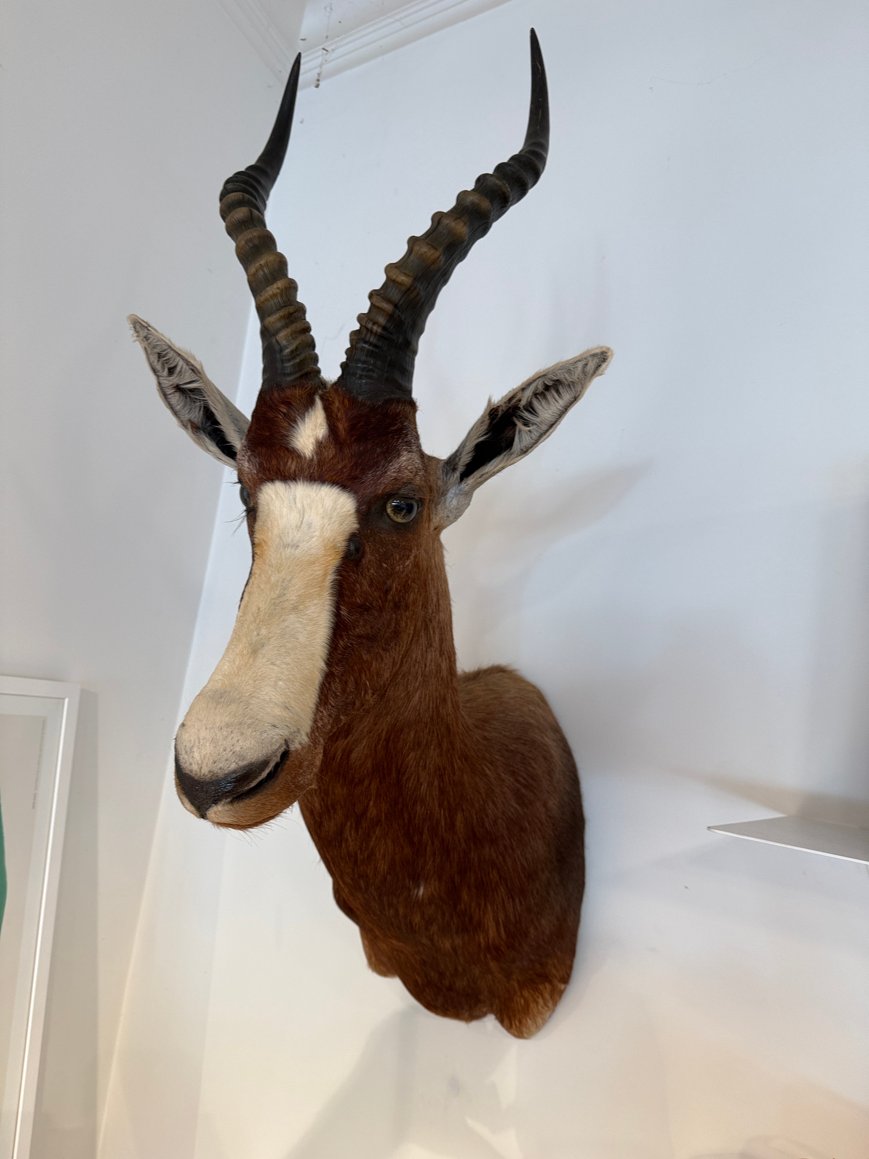 CT Brown Blesbok
