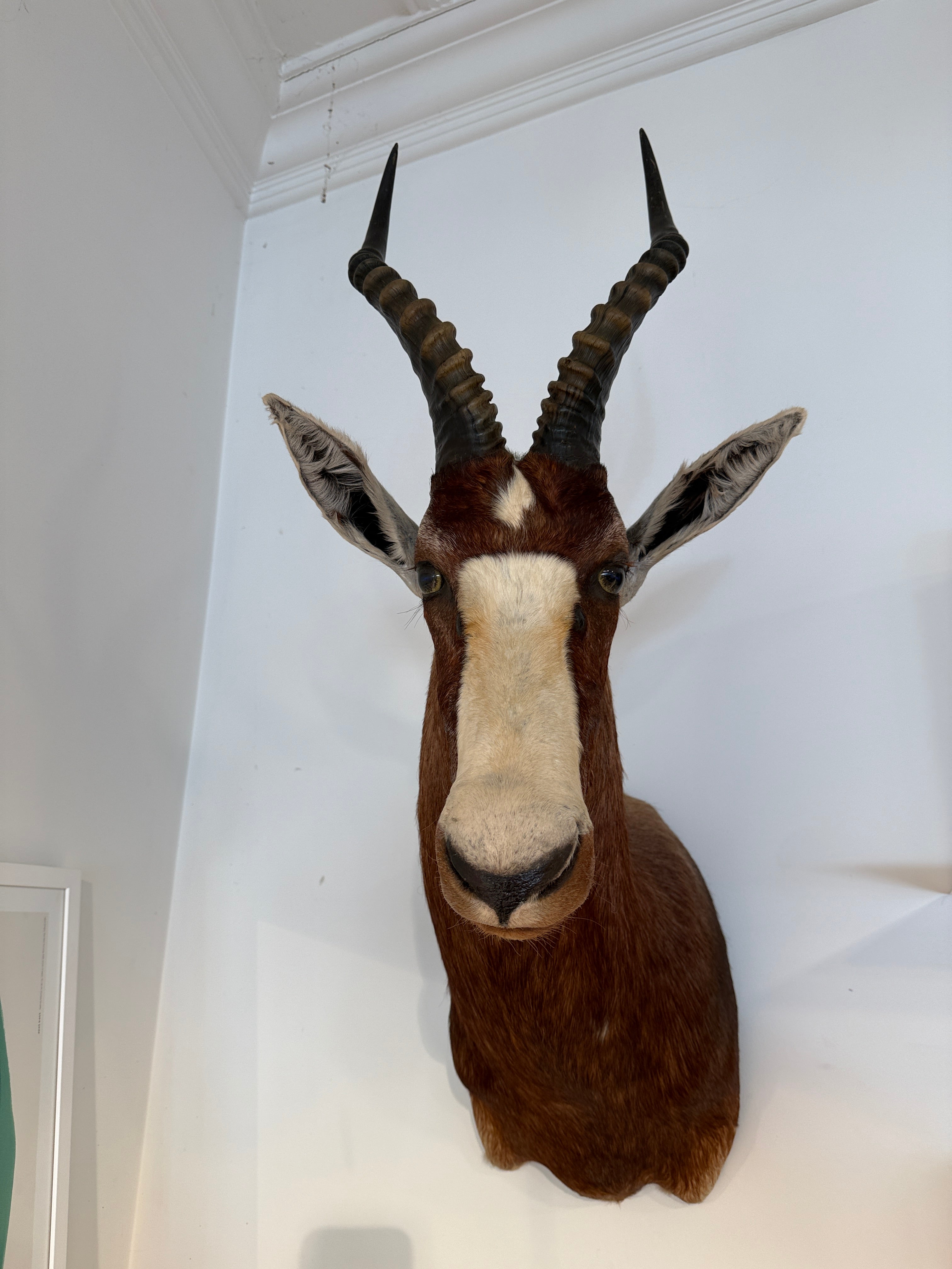 CT Brown Blesbok