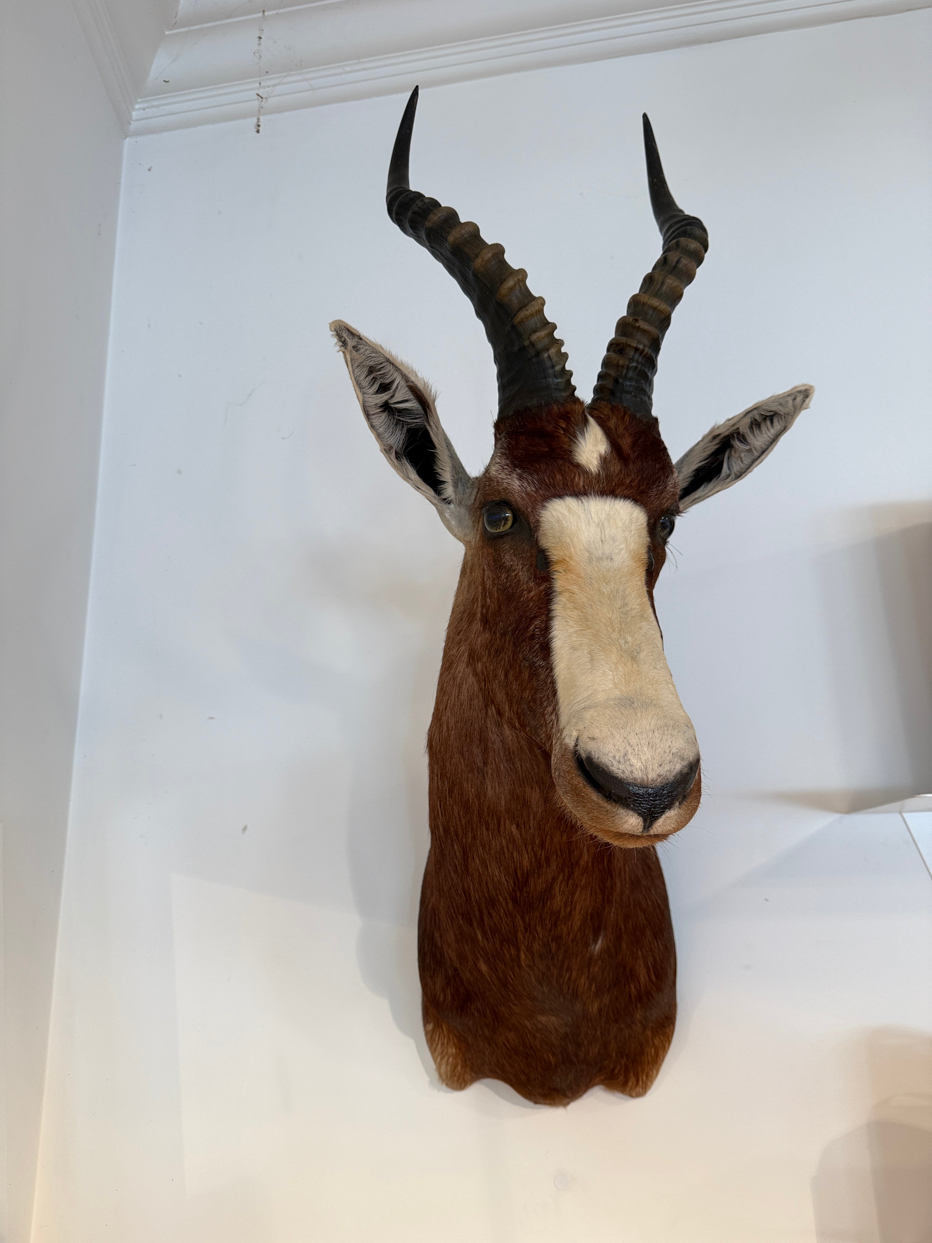 CT Brown Blesbok