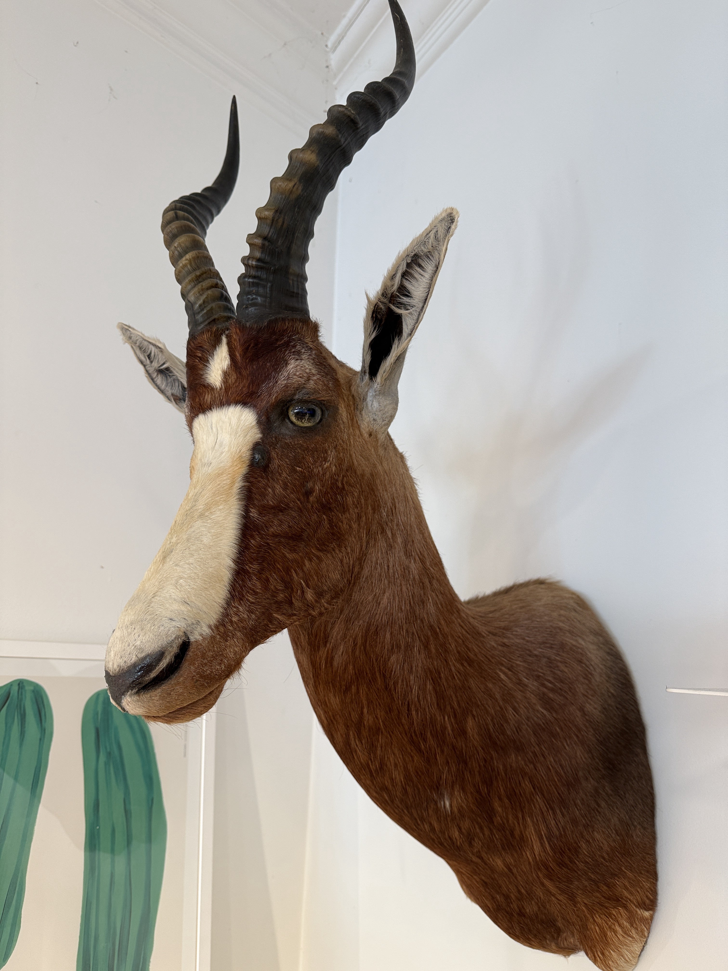 CT Brown Blesbok