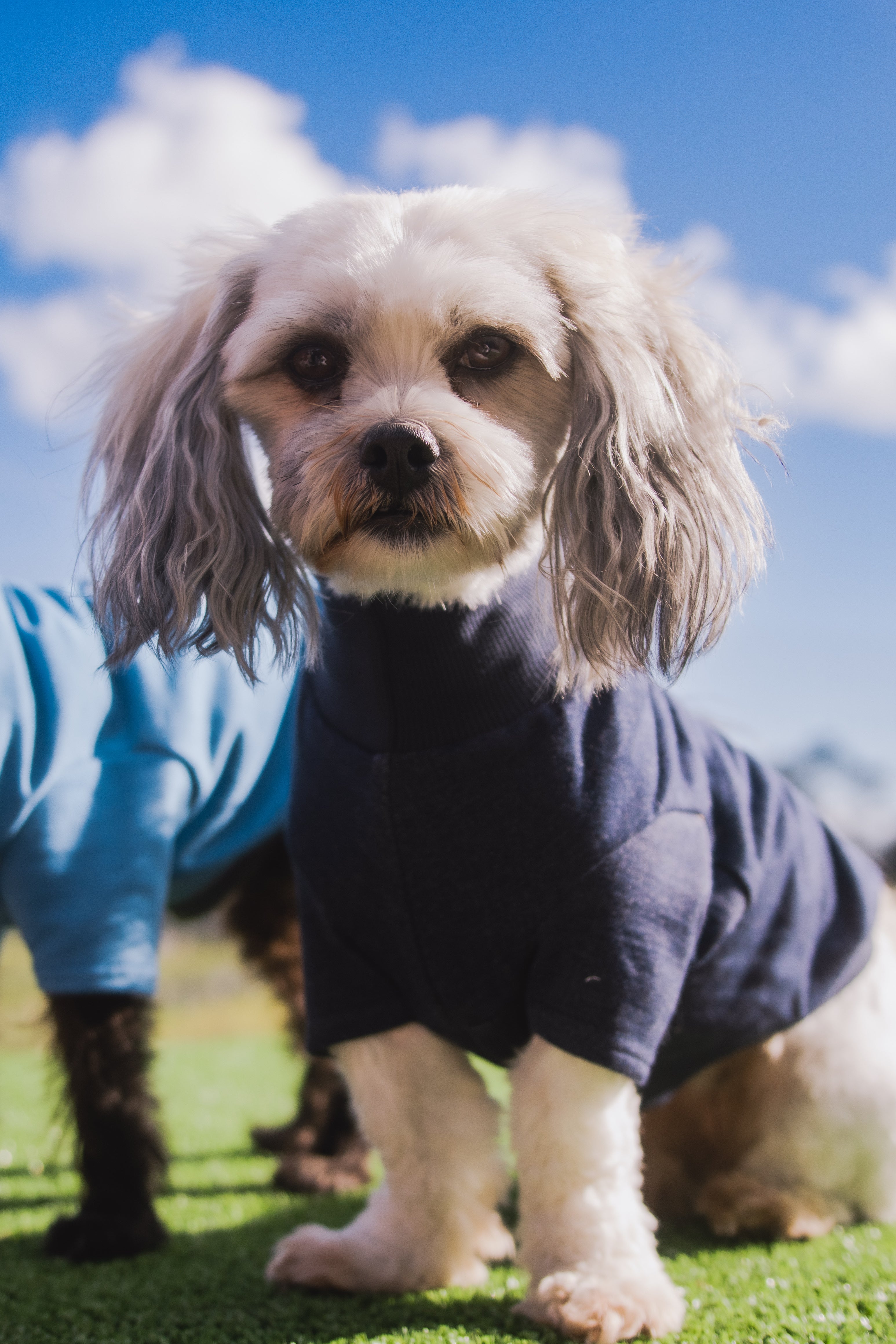 WORLD Loves Mr.Soft Top x Pet Refuge Weekend Sweater