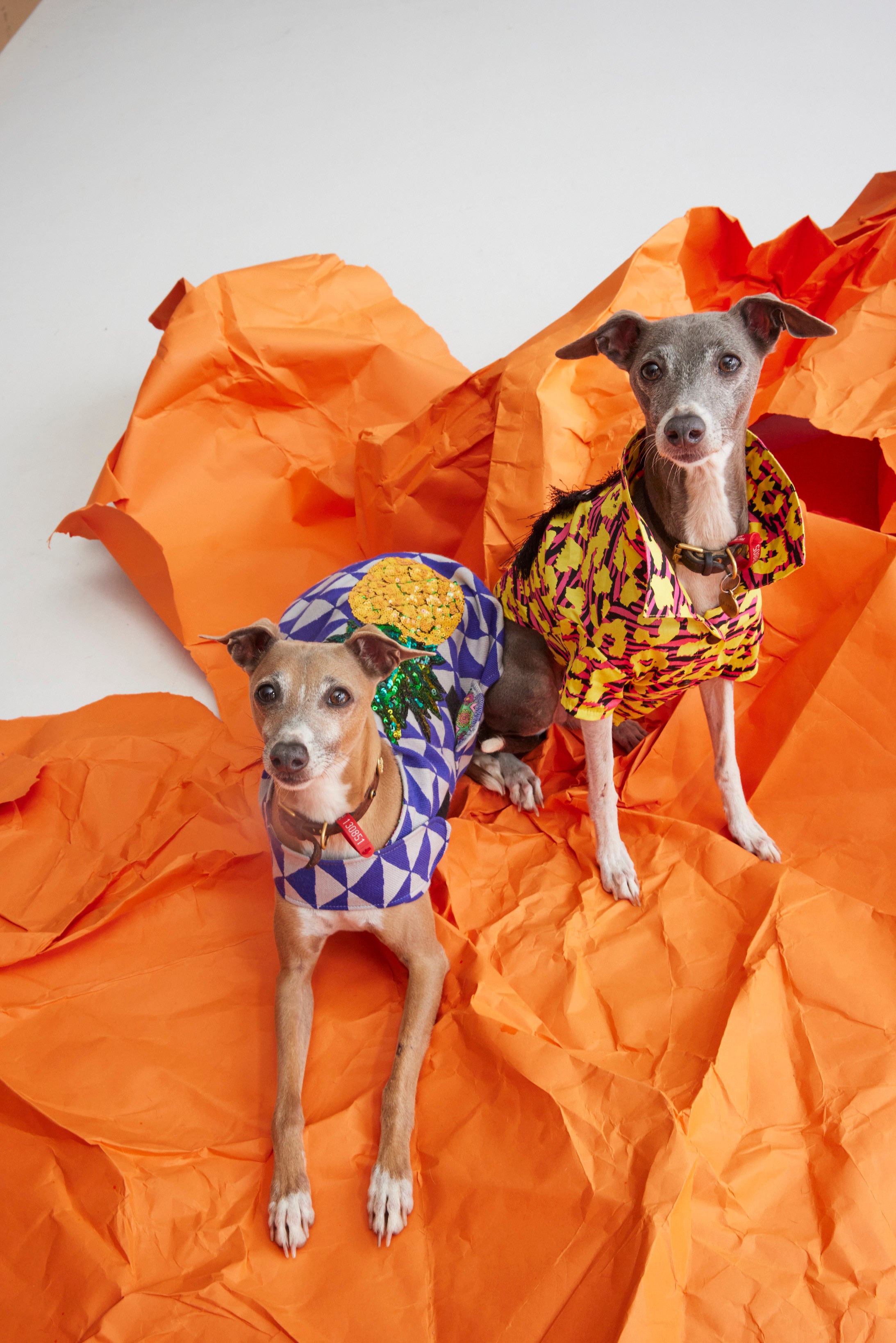 WORLD Loves Mr.Soft Top Dog Dress Shirt - Electric Animal Print